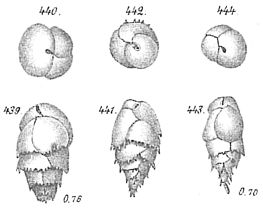 Bulimina marginata