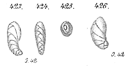 Cassidulina bradyi