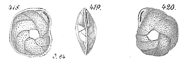 Cassidulina laevigata Cassidulina laevigata