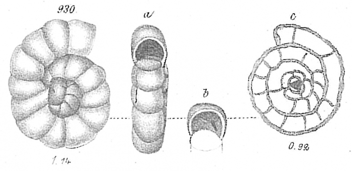 Ceratina trochamminoides