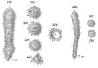 Clavulina parisiensis sensu Go, 1894 not d'Orbigny = ?Pseudoclavulina sp.