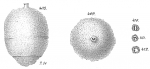 Chromista - Foraminifera (foraminifers)