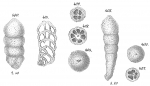 Chromista - Foraminifera (foraminifers)