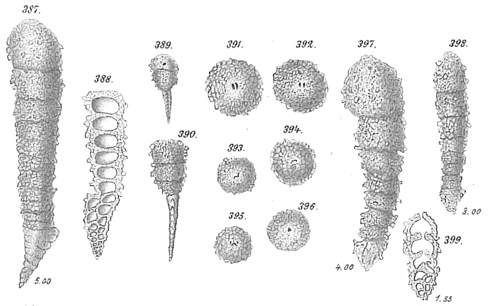 Clavulina textularioidea Clavulina textularioidea