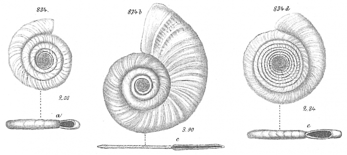 Cornuspira foliacea