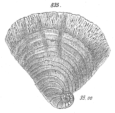 Cornuspira striolata