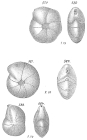 Cristellaria articulata Brady 1884 sp. = Lenticulina atlantica (Barker, 1960) according to Jones (1994) = L. tasmanica (Hayward et al. (2010))