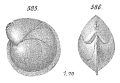 Chromista - Foraminifera (foraminifers)