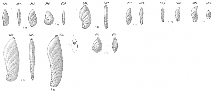 Cristellaria crepidula