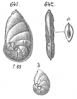 Cristellaria elegantissima