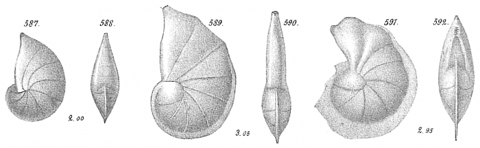 Cristellaria gibba