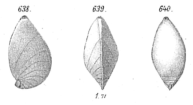 Cristellaria navicula Cristellaria navicula