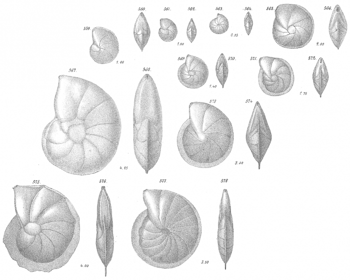 Cristellaria rotulata Cristellaria rotulata