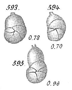 Cristellaria variabilis Cristellaria variabilis