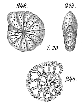 Cyclammina pusilla Cyclammina pusilla