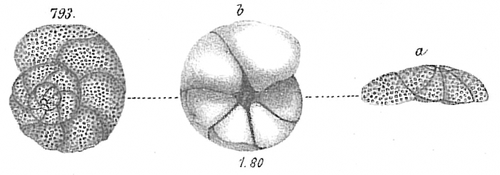 Discorbina globularis Discorbina globularis