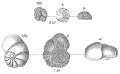 Chromista - Foraminifera (foraminifers)