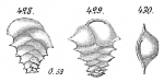 Chromista - Foraminifera (foraminifers)