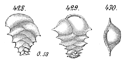 Ehrenbergina serrata