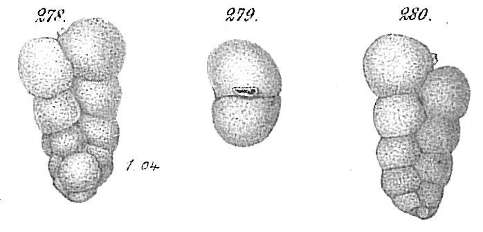 Gaudryina chilostoma