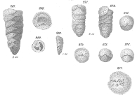 Gaudryina pupoides