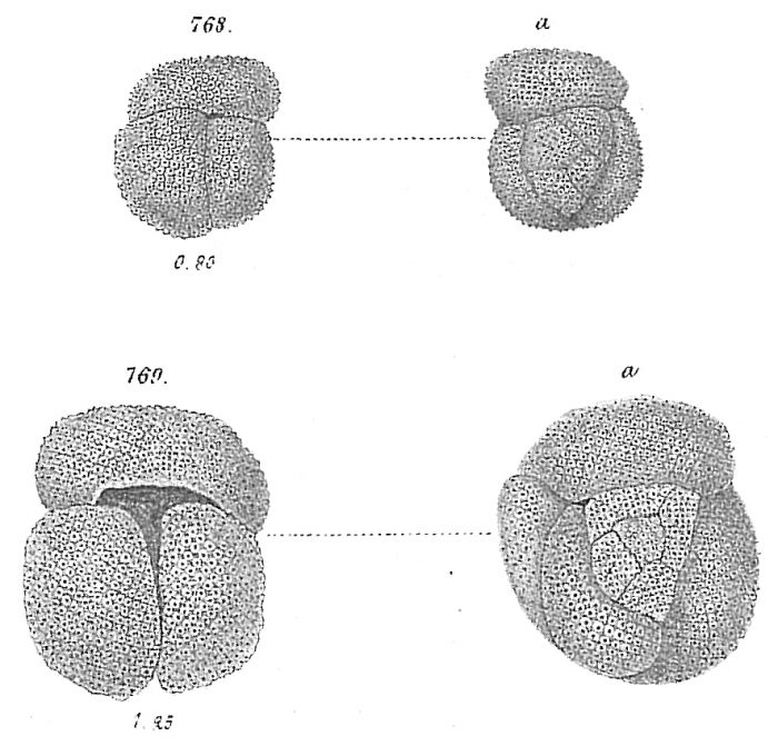 Globigerina conglobata Globigerina conglobata