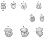 Chromista - Foraminifera (foraminifers)