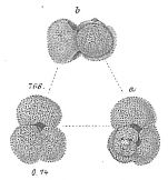 Globigerina rubra