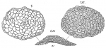 Chromista - Foraminifera (foraminifers)