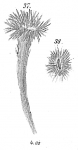 Halyphysema tumanoviczii abyssicola