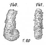 Chromista - Foraminifera (foraminifers)