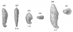 Chromista - Foraminifera (foraminifers)