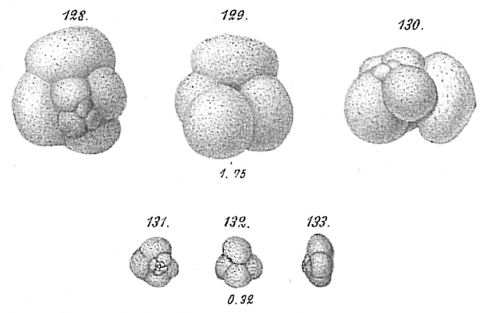 Haplophragmium globigeriniforme