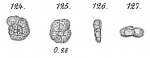 Chromista - Foraminifera (foraminifers)