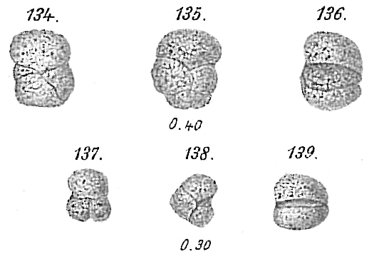 Haplophragmium glomeratum Haplophragmium glomeratum