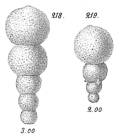 Hormosina globulifera Hormosina globulifera