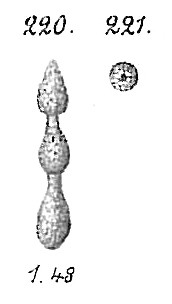 Hormosina ovicula Hormosina ovicula