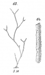 Hyperammina arborescens
