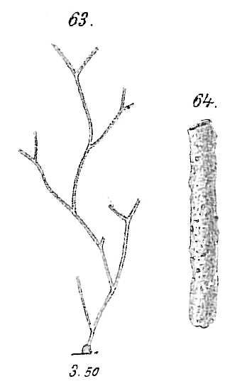 Hyperammina arborescens Hyperammina arborescens