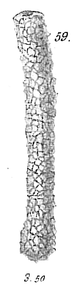 Hyperammina friabilis Hyperammina friabilis