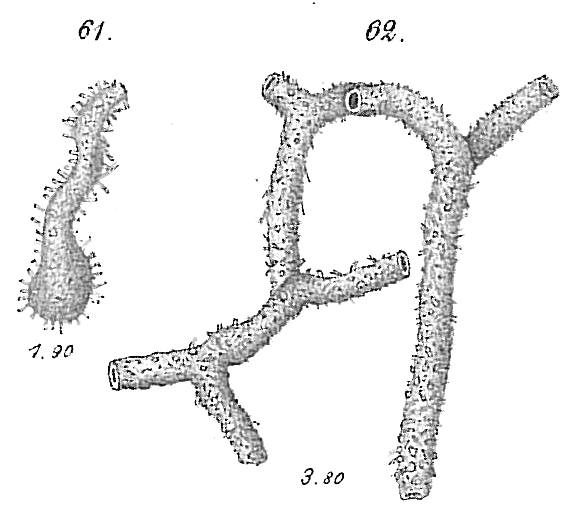 Hyperammina ramosa