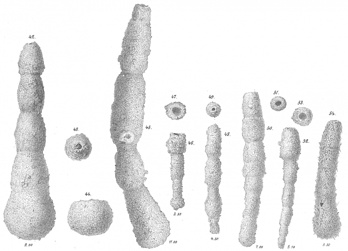 Hyperammina subnodosa Hyperammina subnodosa
