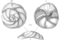 Chromista - Foraminifera (foraminifers)