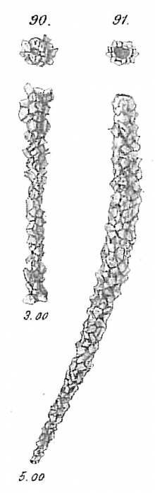 Jaculella obtusa