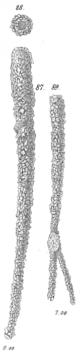 Jaculella obtusa Jaculella obtusa