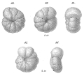 Chromista - Foraminifera (foraminifers)