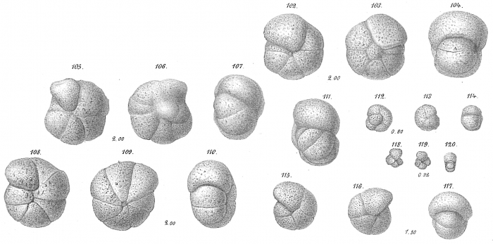 Labrospira subglobosa Labrospira subglobosa