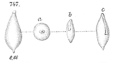 Lagena apiculata Lagena apiculata