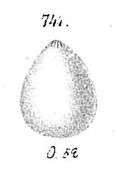Lagena globosa Lagena globosa