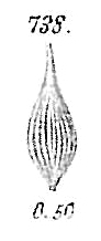 Lagena gracilis Lagena gracilis